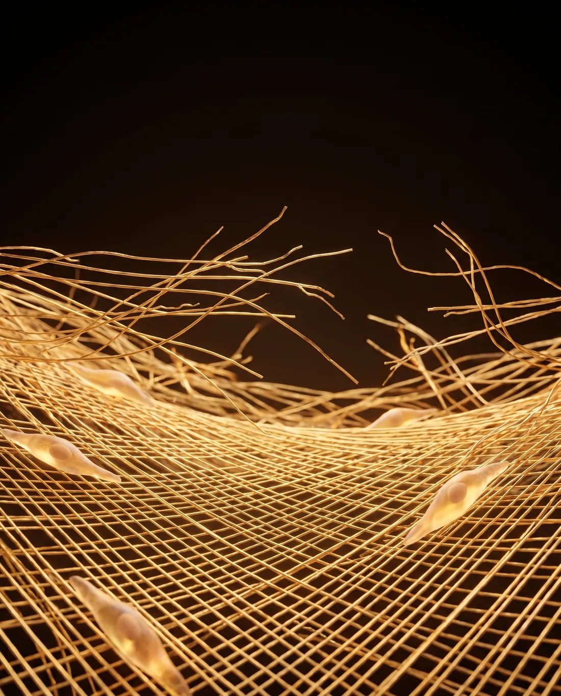 Ricostruzione 3D del derma: una rete di fibre di collagene dorate, fitta da un lato e allentata dall'altro, con i fibroblasti